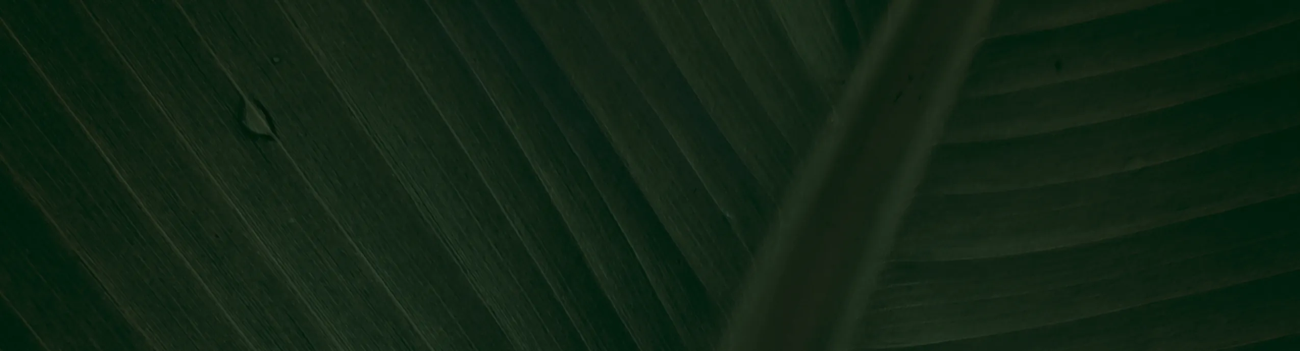 After Blow Eau De Perfume 01 Tender Wood